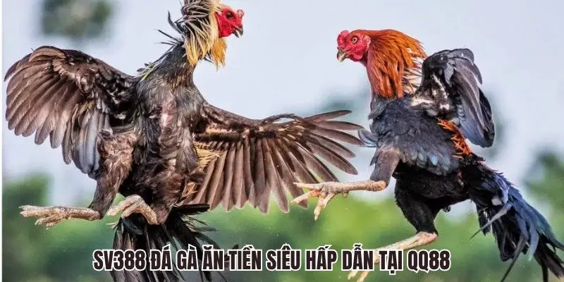 SV388 Đá Gà ăn tiền siêu hấp dẫn tại QQ88